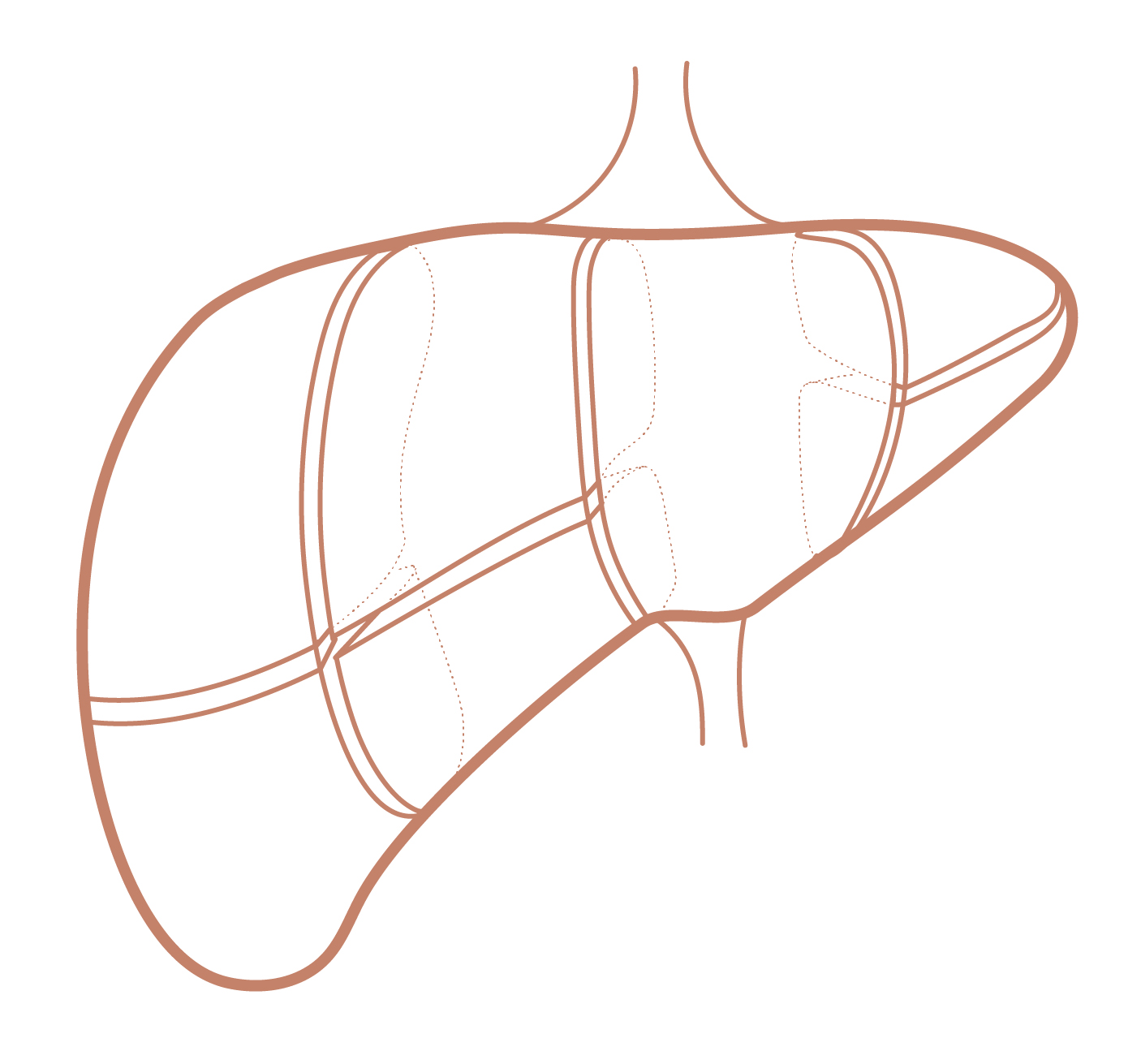 hepatologie Terracotta@2x-100